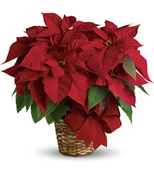 Red Poinsettia from Clermont Florist & Wine Shop, flower shop in Clermont